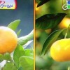 甘いおいしいみかんの見分け方【NHKためしてガッテン 1月16日】