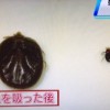 フタトゲチマダニの感染症/生息場所と噛まれた時の対処法【NHKゆうどきネットワーク 2月4日】