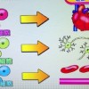 脳梗塞から劇的回復?最新幹細胞治療【NHKあさイチ 3月4日】