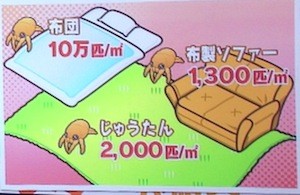 NHKあさイチ 布団のダニ対策/退治術 掃除機がけ＆布団乾燥機のポイント【6月12日】