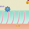 鼻の粘膜