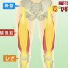 大腿直筋