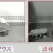 活発マウスと臆病マウス