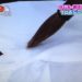 ワイシャツの襟,裾の黄ばみ/汗ジミを落とす方法【PON 3月7日 大友眞吾】